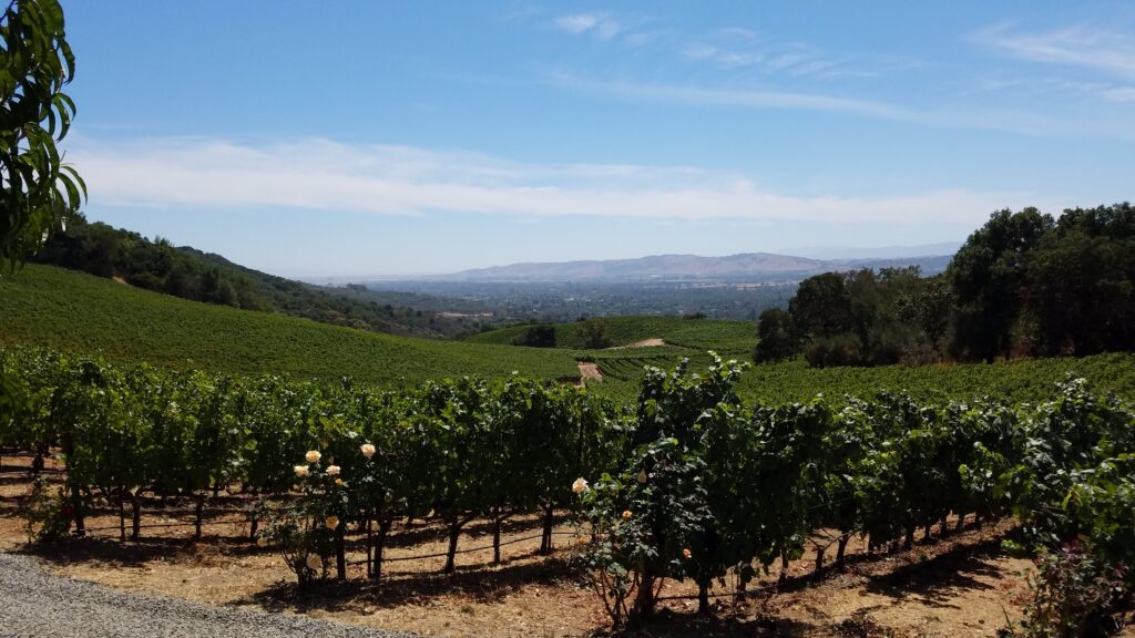 Winery Field in Napa