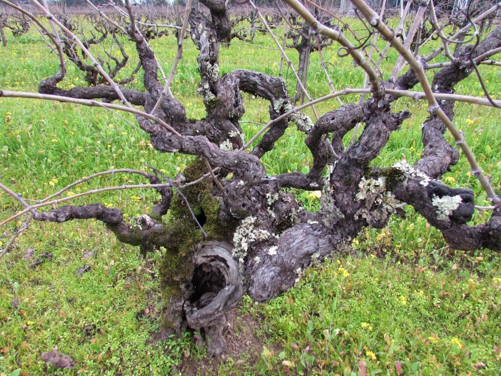Gnarly looking vineyard tree
