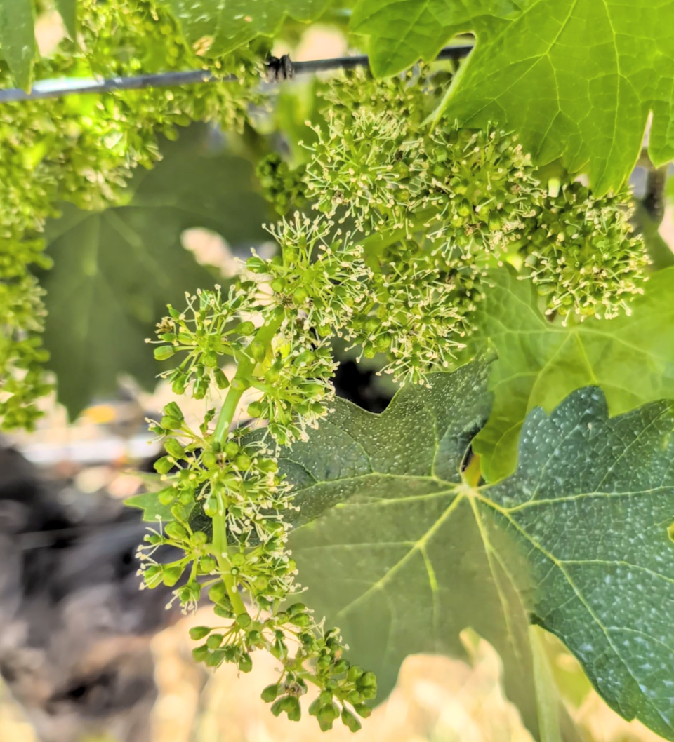 This is an exciting time of the year with flowering happening in the vineyards!