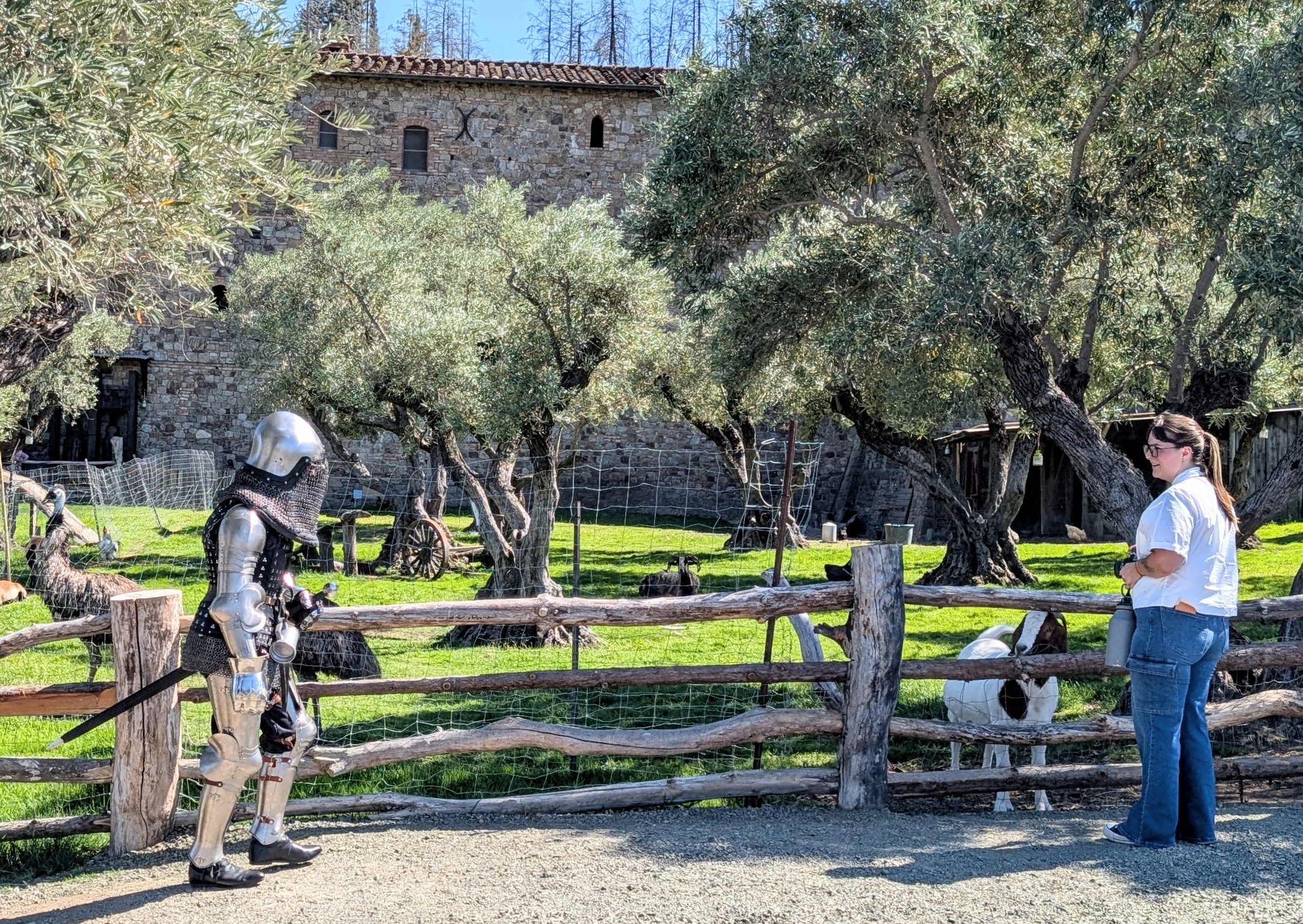 Things you see at Castello di Amorosa winery – Giacamo, the goat, eyeballing a guy dressed in armor!