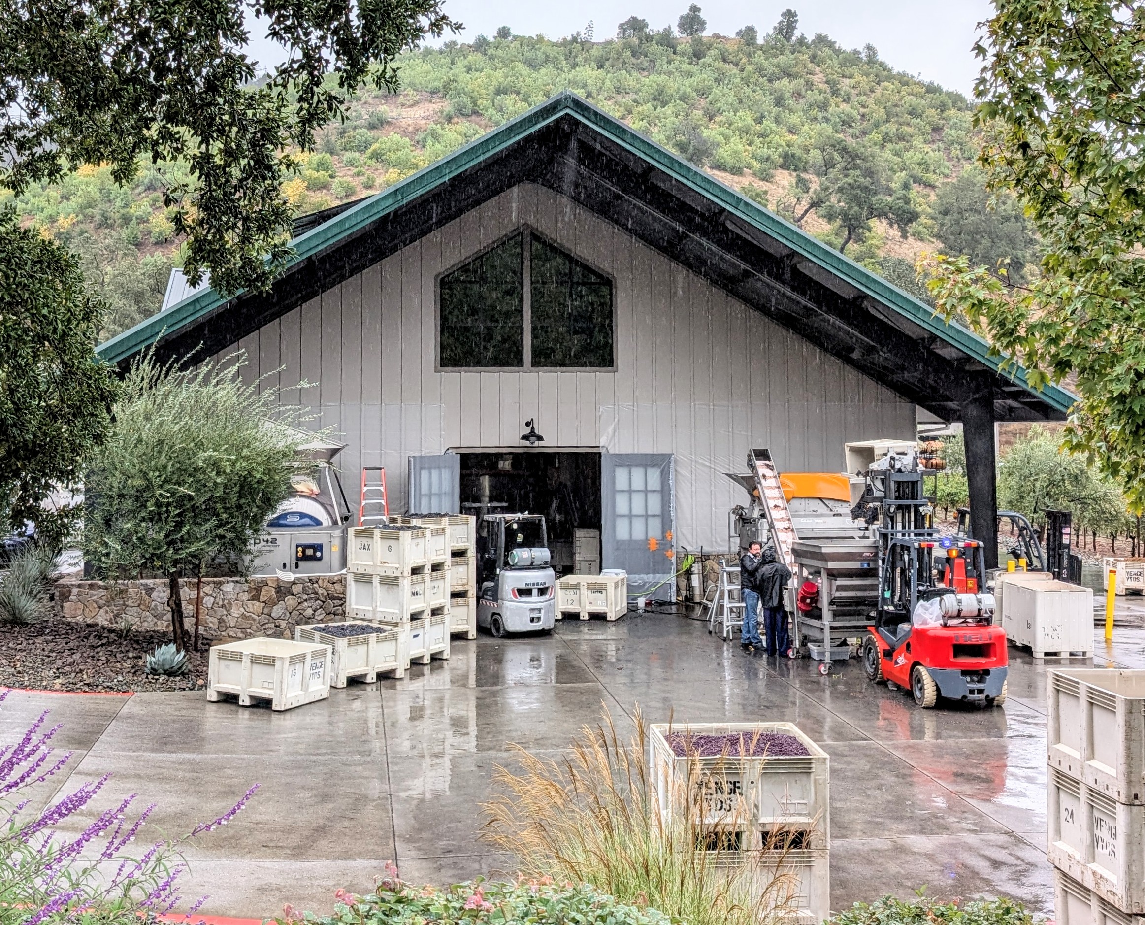 I can see the grapes clearly now, the rain is gone