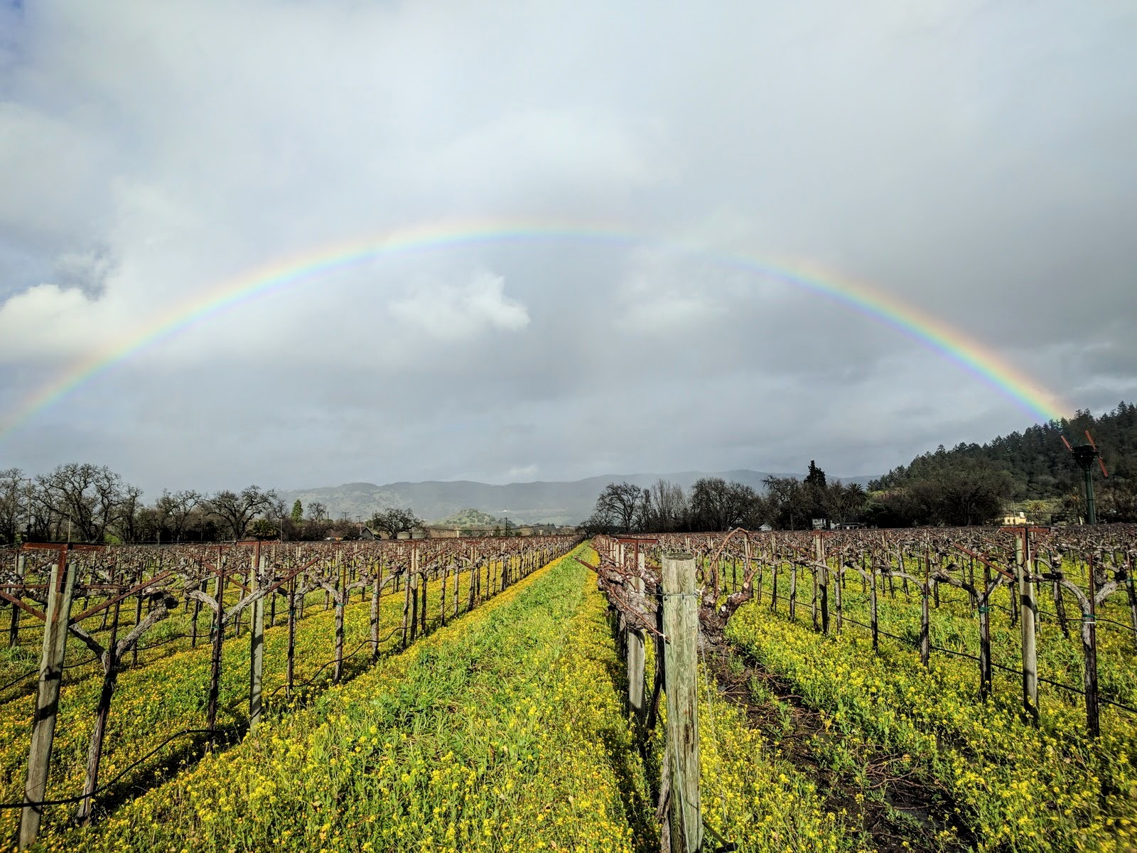It’s the beautiful mustard season in Napa Valley right now!