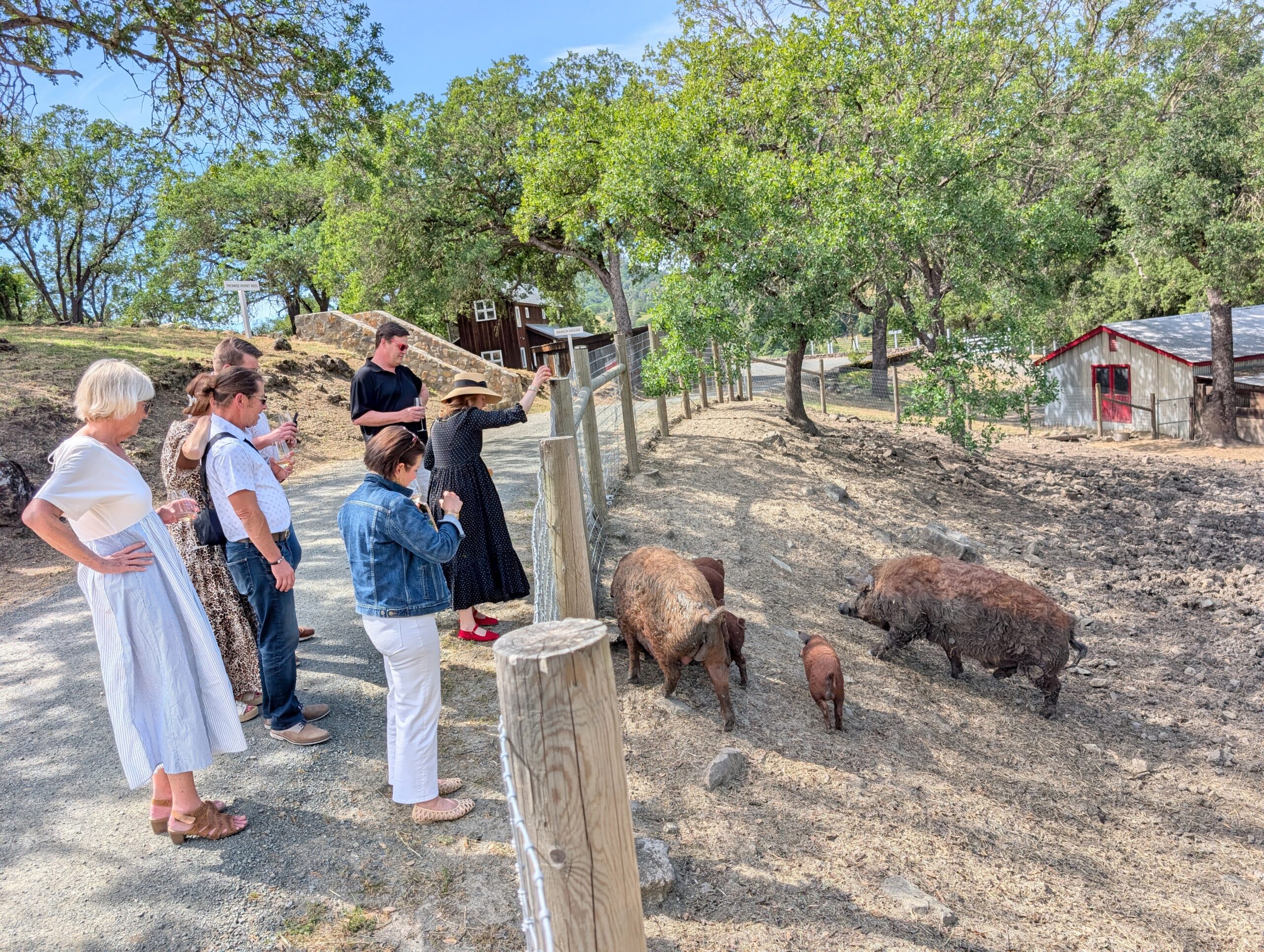 My guests saying hello to Mangalica pigs, Ken & Barbie!