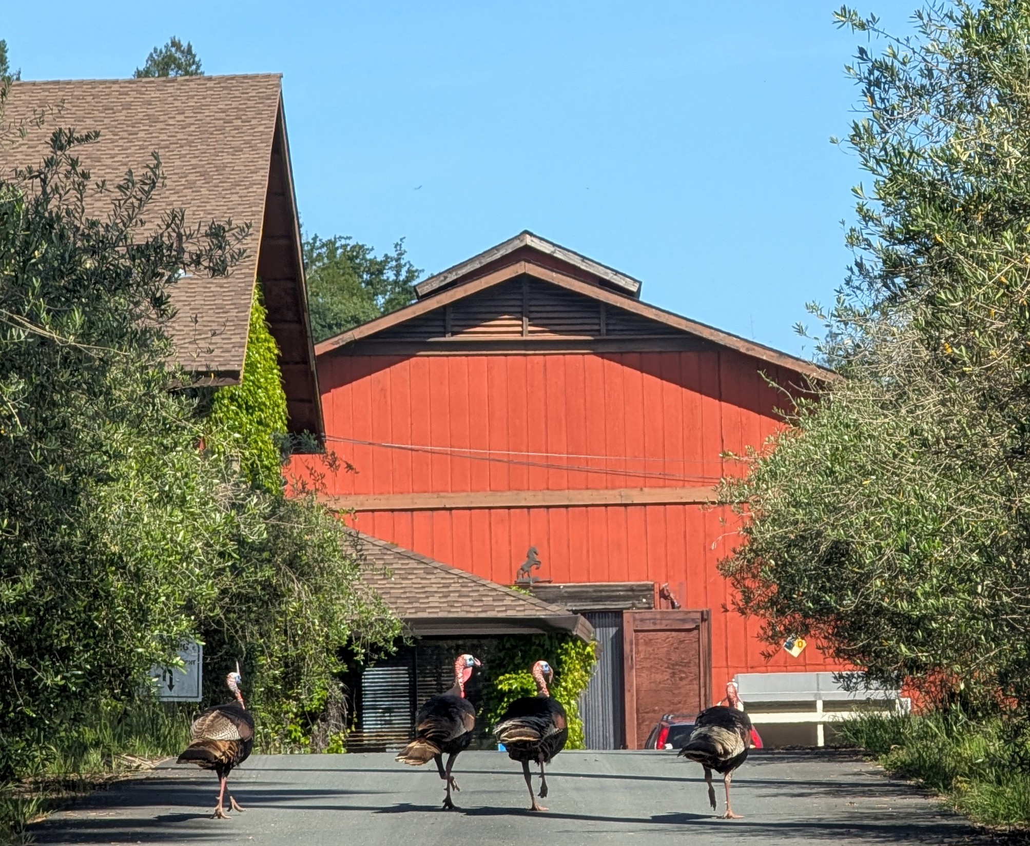 Don’t be a turkey and show up at the wineries without a reservation!  Call Bliss Wine Tours in Napa!